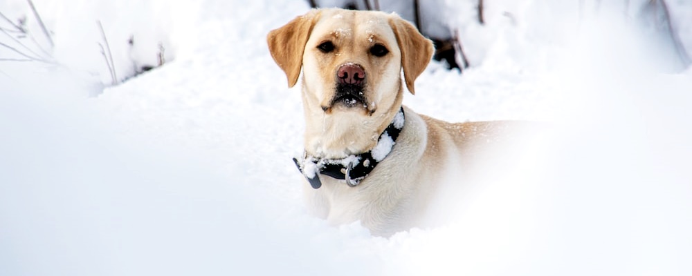 강아지 발바닥 핥기 13