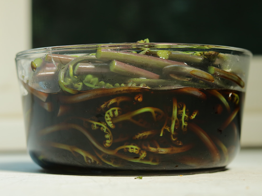 캐나다 고사리 장아찌