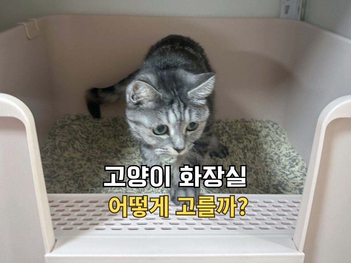 회색 고양이가 화장실에서 나오고 있는 정면 모습 이미지 하단에는 '고양이 화장실 어떻게 고를까?'라는 한글 텍스트가 있습니다.