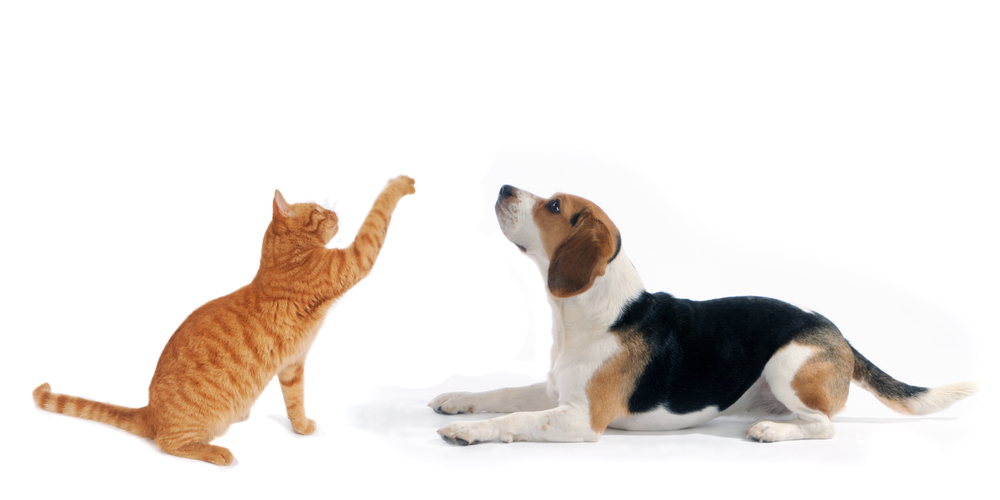 강아지 vs 고양이 차이점, 장단점