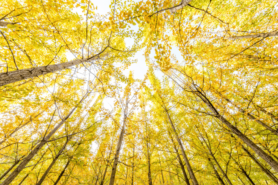 지금 꼭 가봐야 할 은행나무 명소