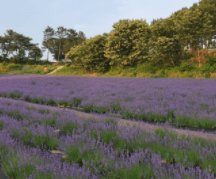 고창 라벤더 축제