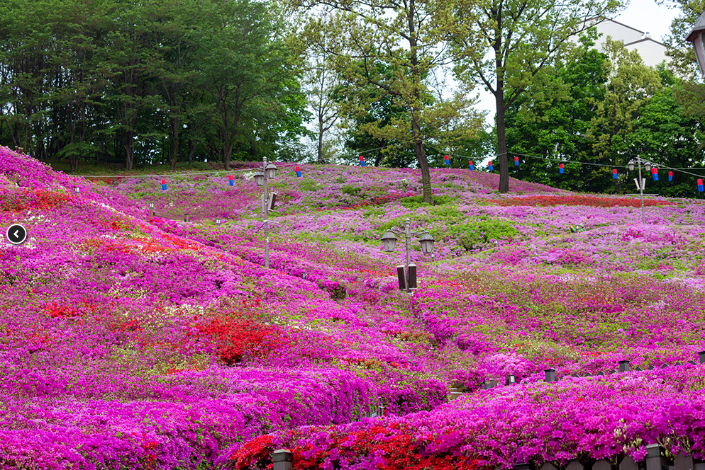 철쭉동산
