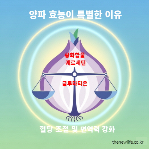 양파의 황화합물, 퀘르세틴, 글루타티온 성분이 혈당 조절과 면역력 강화에 효능이 있다는 내용의 인포그래픽