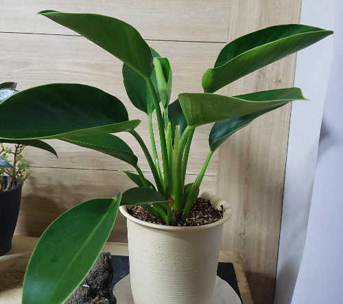 초보자를 위한 식물 추천 (산세베리아, 스파티필럼, 관리법)