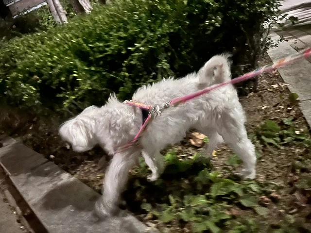 영역-표시를-위해-탐색-중인-똘망이