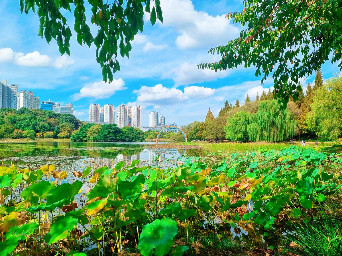 서울 근교 가을꽃 만발한, 경기도 고양시 강매석교공원 창릉천 코스모스축제