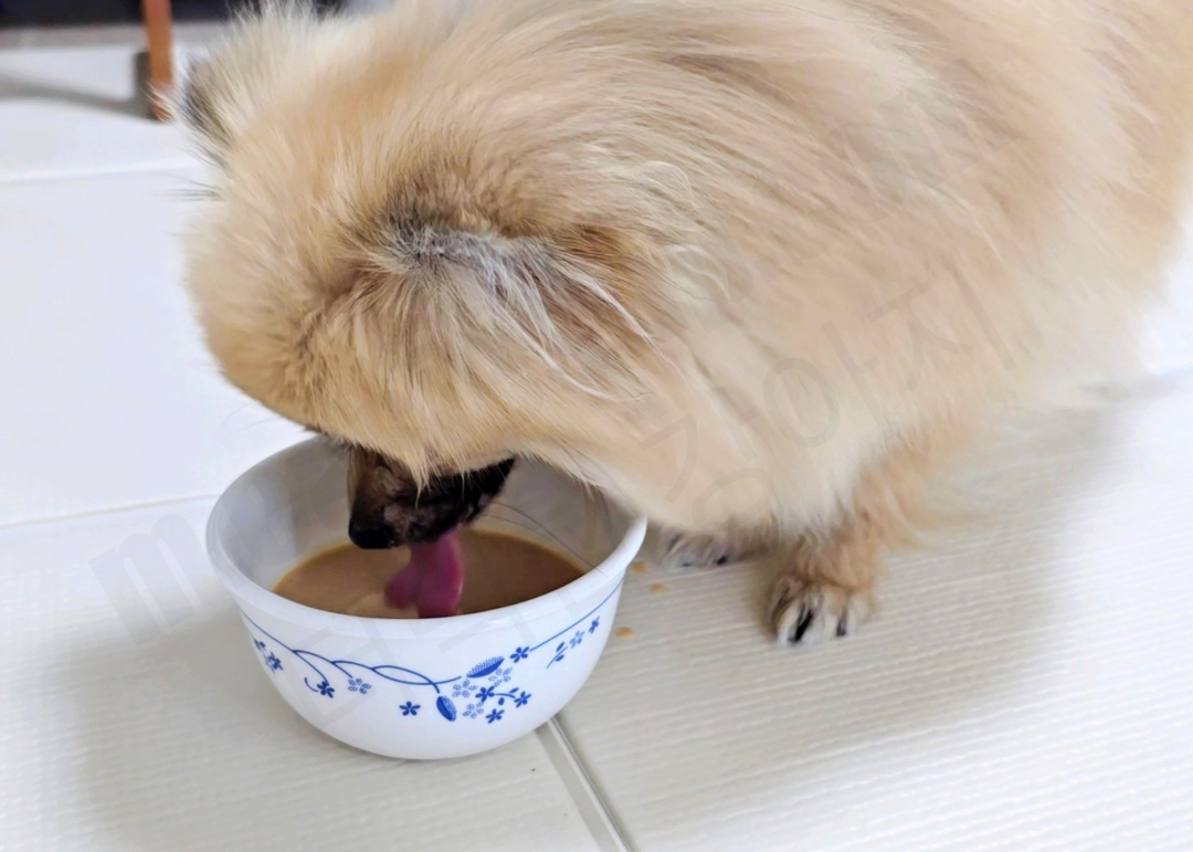 강아지 아이펫밀크 먹는 모습