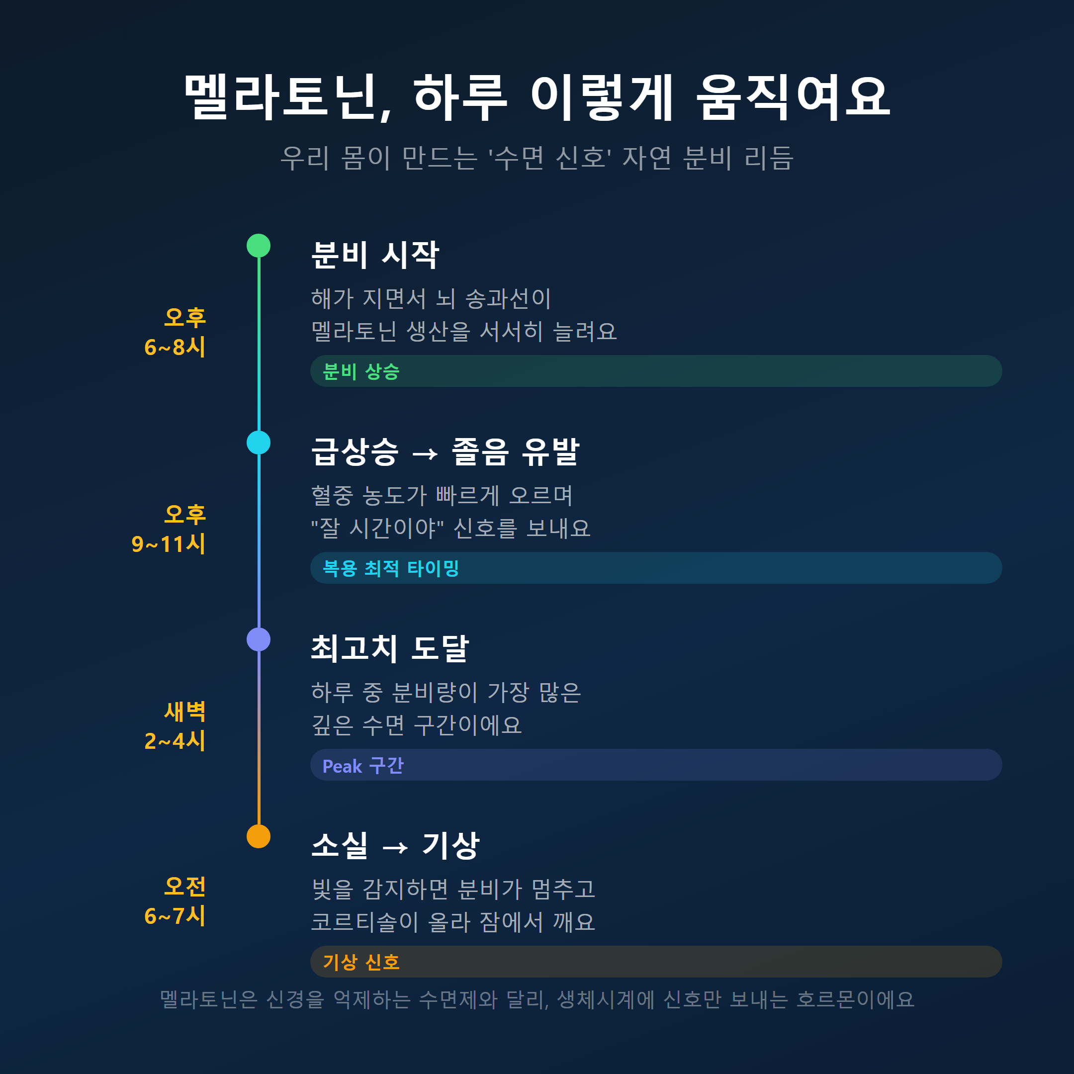 멜라토닌 수면 영양제 분비 리듬 &mdash; 오후 6시부터 새벽 4시 최고치까지 자연 분비 타임라인