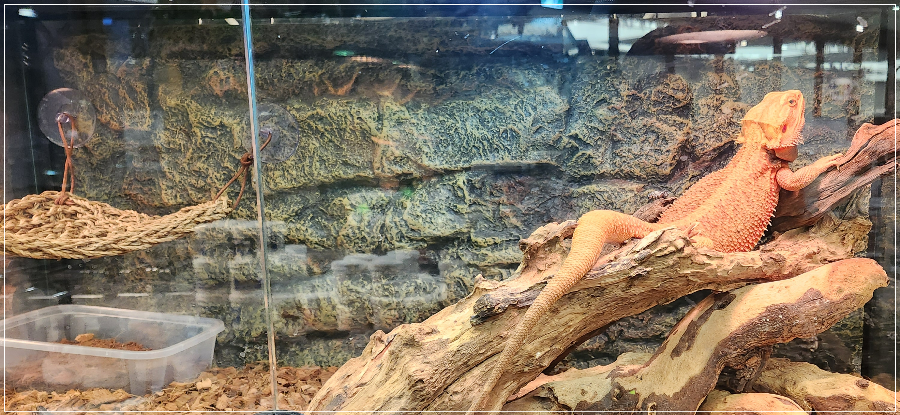 롯데시네마-판교-주차-가볼만한-곳