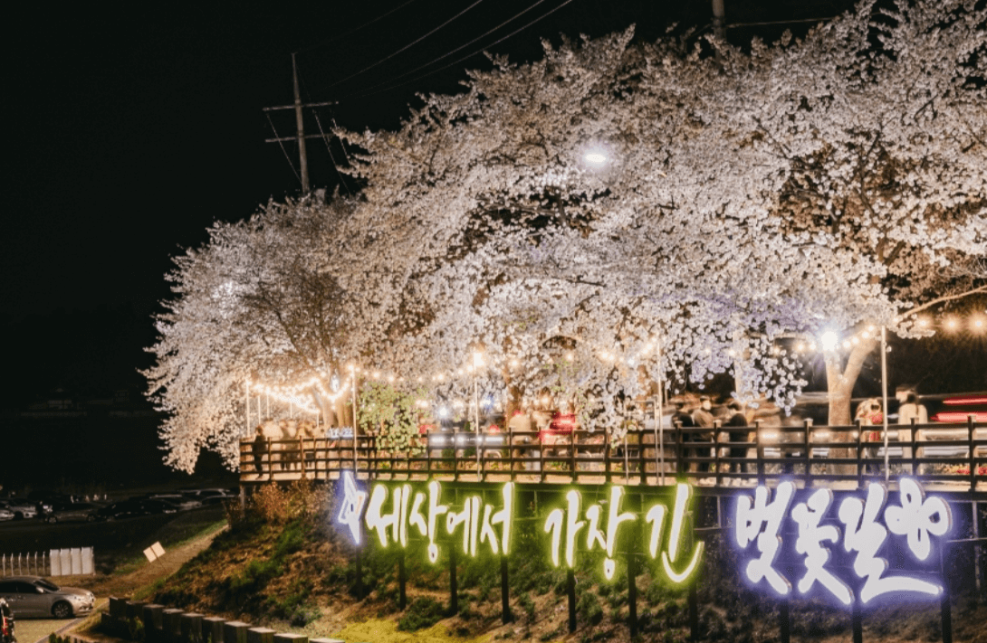 대청호 벚꽃축제