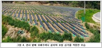 호밀 재배 가을 파종 추위 강함 사료용 수확_8