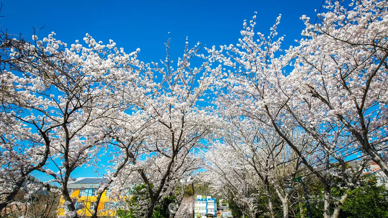 거제 구조라성 벚꽃길 2