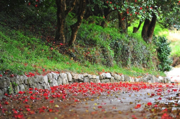 광양 옥룡사지 여행 가이드 &ndash; 도선국사와 동백숲의 역사 속으로