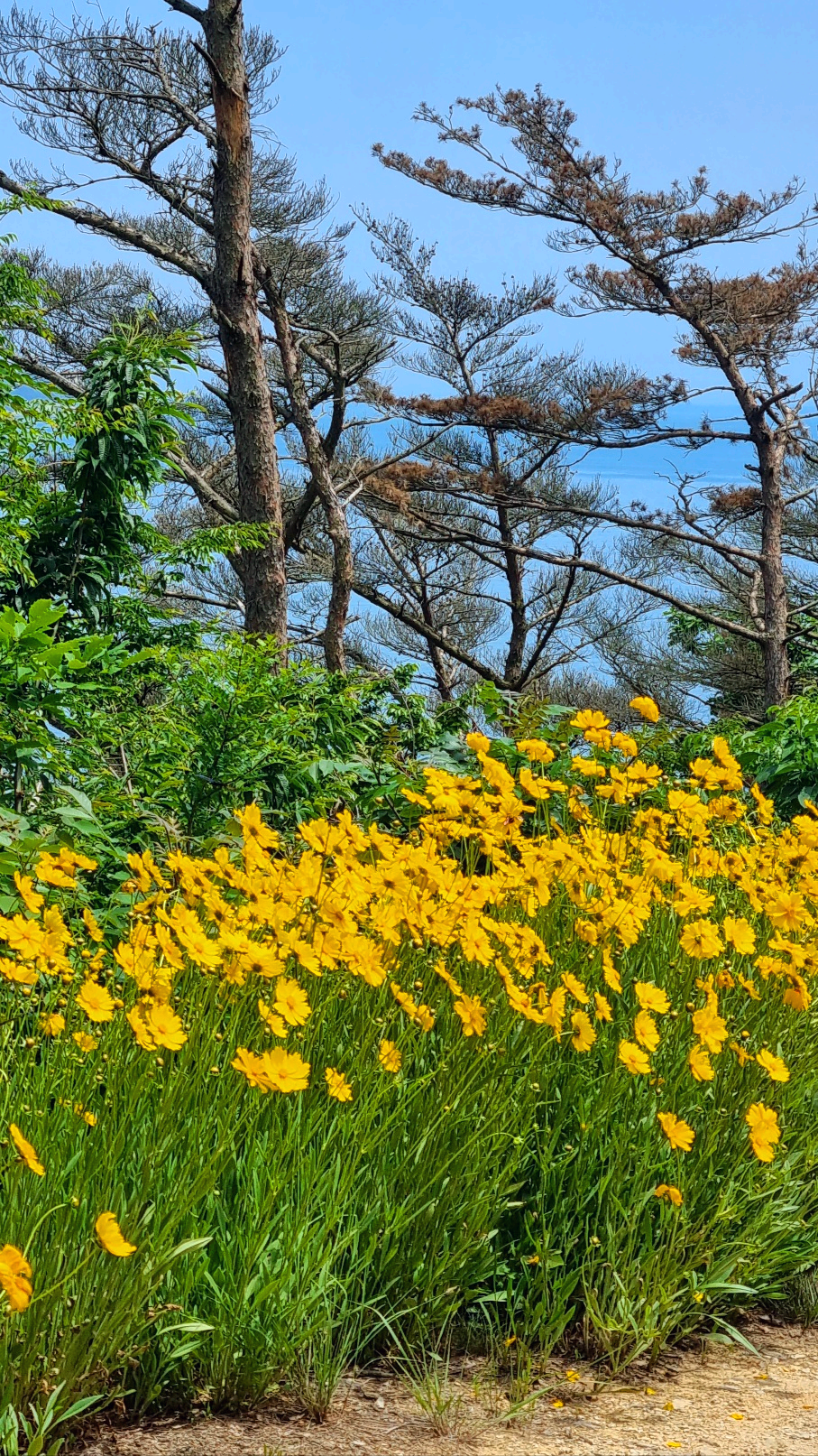 용담_가는길_코스모스