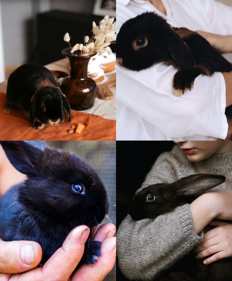 상단좌측부터 탁자위에 오랜지색 천을 깔고 그위에 당근 한조각과 기타 먹을 것을 약간 놓고 검정색 토끼 한마리가 당근이 있는 근처로 걸어가는 모습과 흰색 셔츠를 입은 한 여성이 검정색 토끼를 안고 왼손으로 스다듬는 모습이며 하단좌측부터 오른손 위에 새끼 토끼 한마리가 귀를 쫑긋 세우고 앉아 있는 모습과 회색 털셔츠를 입은 여성이 검정색 토기를 안고있는 모습