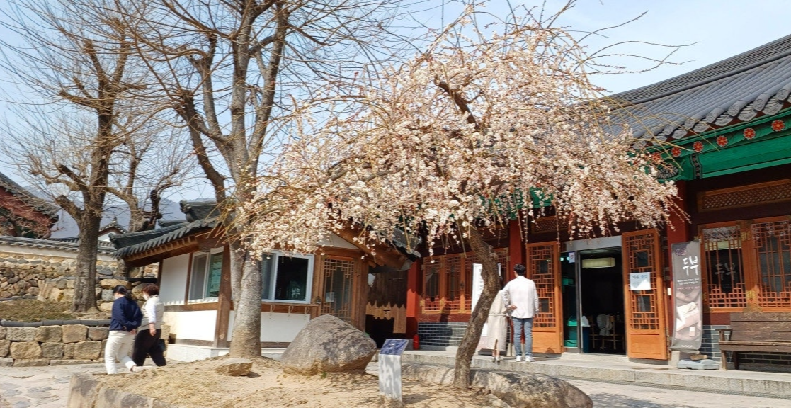 통도화 매화