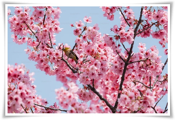 "살구꽃과 살구" 수줍은 듯 피어나는 봄 날의 은밀한 분홍빛 속삭임!