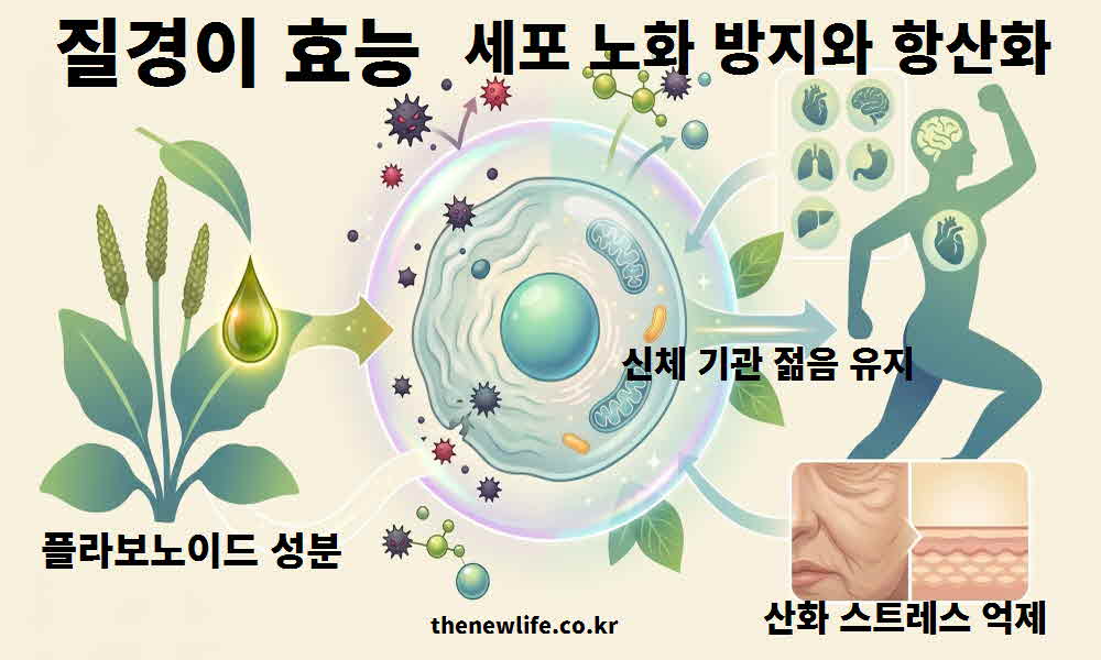 질경이 효능 세포 노화 방지 항산화