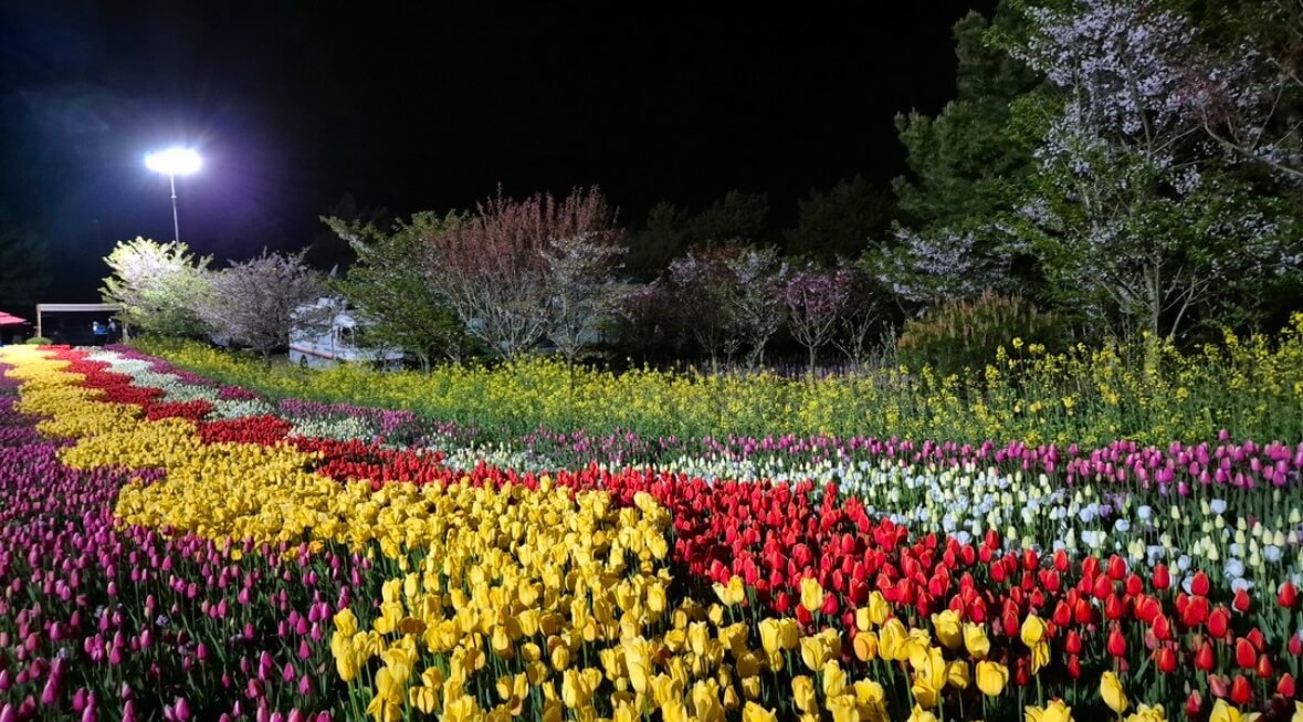 태안 튤립축제 기간