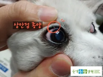 강아지 몸에 혹 악성종양 구분 세포검사 후기 사례집_5