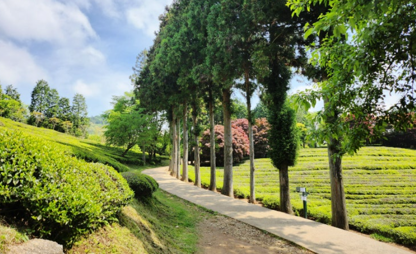 전남 보성 녹차밭