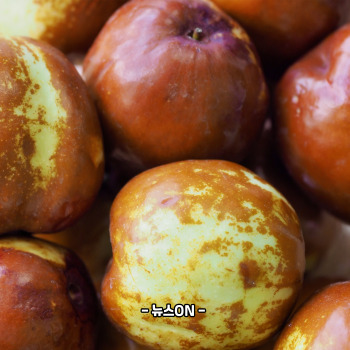 사과대추 말리기