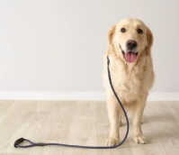 강아지 중성화 수술 후 관리법 [금식&amp;#44; 산책&amp;#44; 목욕]