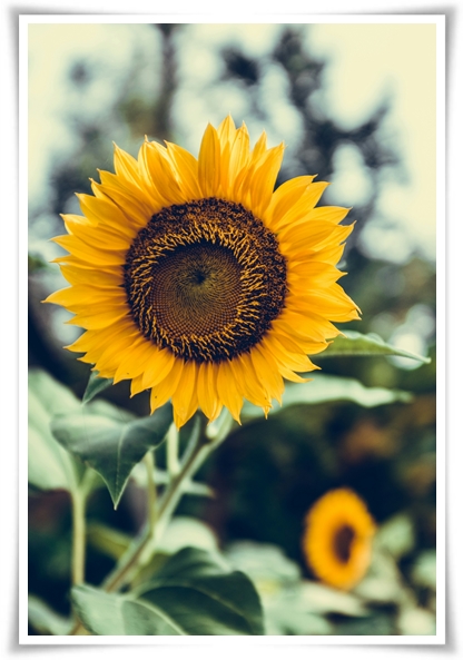 여름의 상징 희망과 사랑의 꽃 "해바라기"