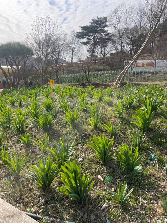 수선화 축제 유기방가옥