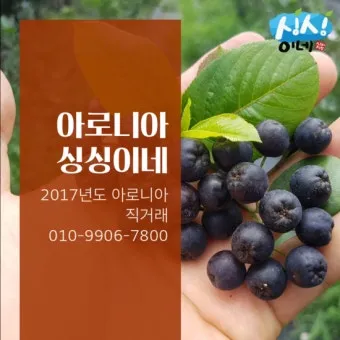 아로니아 수확시기에 맞춘 열매 먹는방법 분말 부작용 가격 정보_14