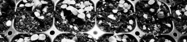 참깨 파종시기, 참깨 재배법 병충해 관리 중요