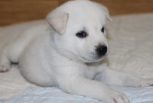 진돗개/출처:어도비스톡