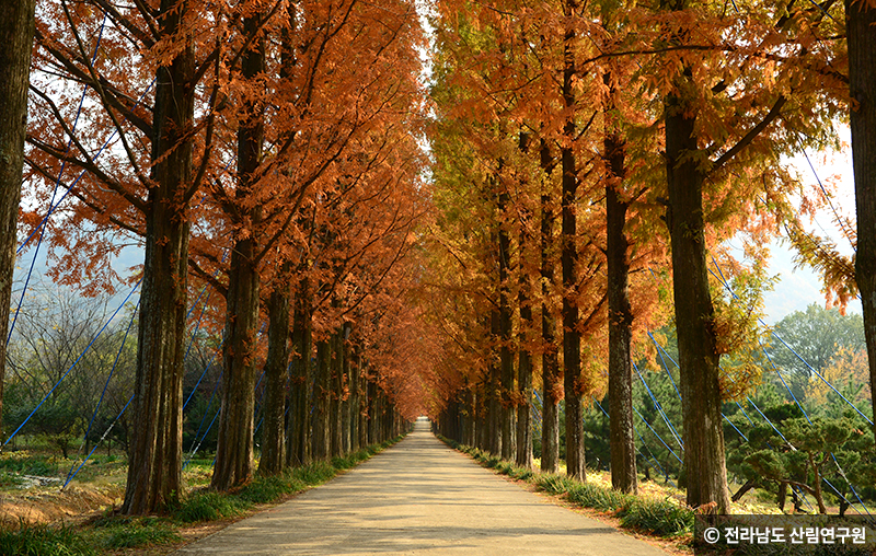 냑엽 진 메타쉐쿼이어 길
