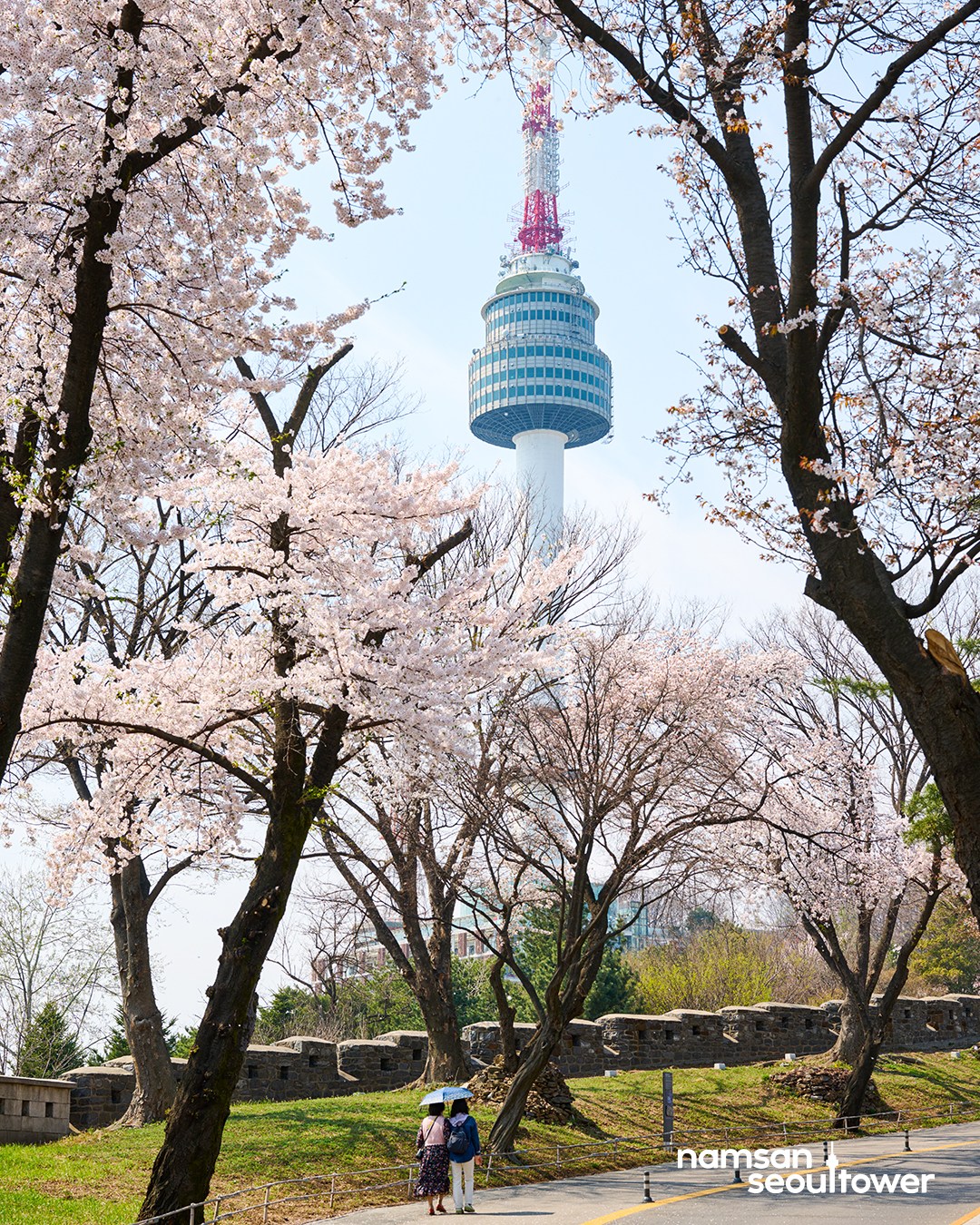 2024 서울 벚꽃명소 개화시기