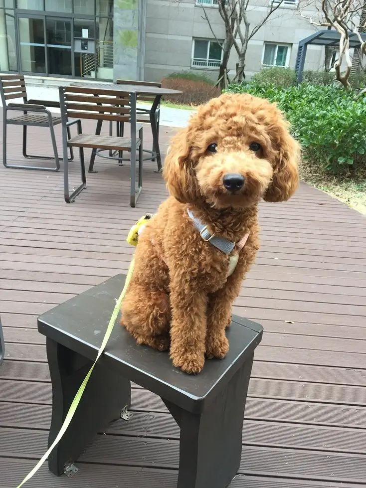 푸들 강아지 사료 추천