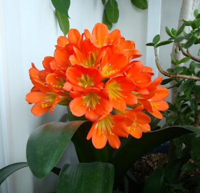 겨울 꽃 군자란