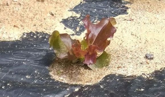 상추재배-상추-모종심기-심는방법-정식방법