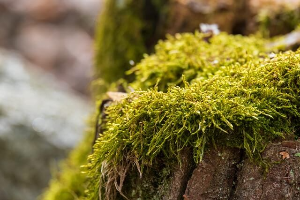 실내 미세먼지 식물