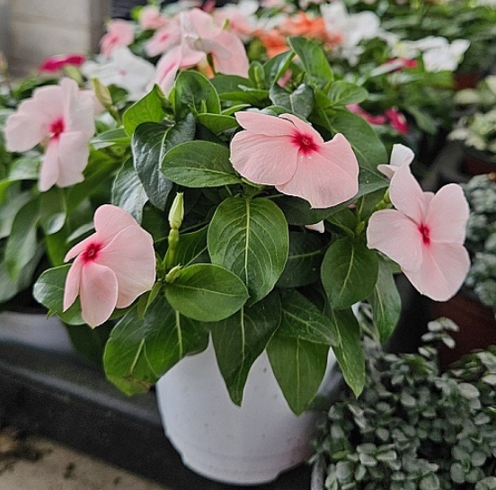 가을에 피는 꽃 종류 일일초