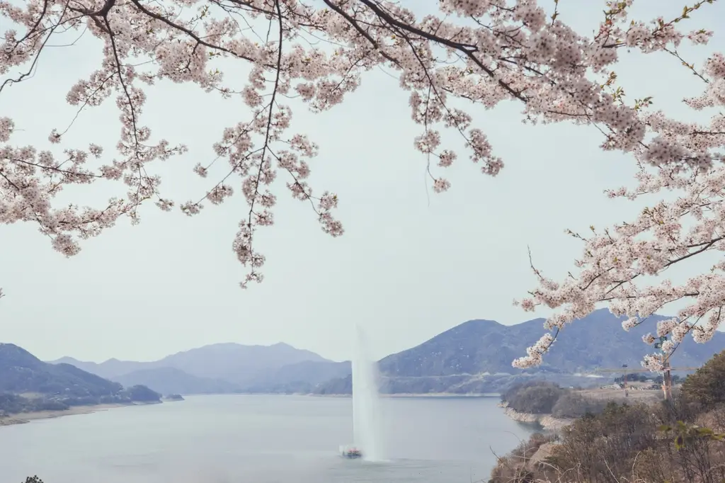 제천 청풍호 벚꽃 2