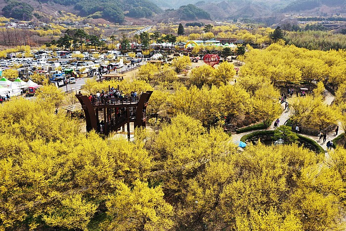 2025 구례 산수유 축제