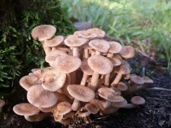 &amp;quot;식용버섯