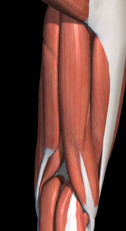 허벅지 근육 파열 증상 치료법 총정리