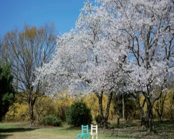 경주벚꽃축제 벚꽃 명소_1