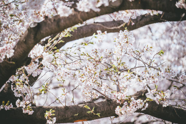 한국의 사계절, 명절, 축제 콘텐츠로 해외 트래픽 유도하기