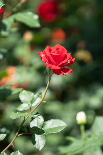 DSLR 카메라 꽃 촬영 접사 거리 합초 요령_3