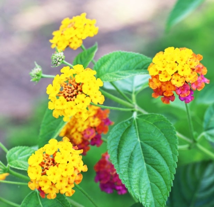 가을에 피는 꽃 란타나