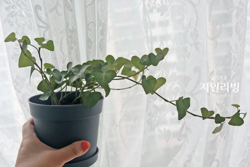 아이비 물주기 수경재배 삽목번식 빛관리 초보도 금방 성공_8