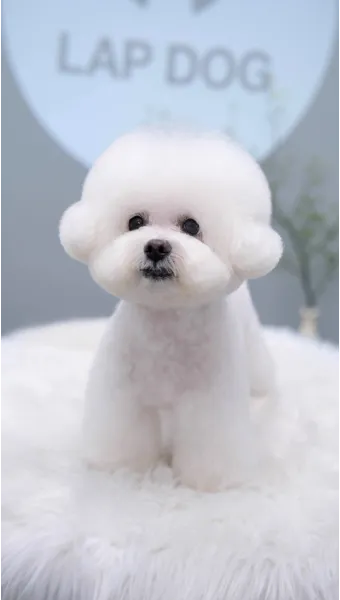 비숑 프리제 분양가격 종류 미니비숑 성격_18